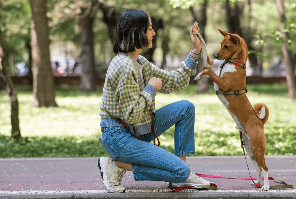 Pet_Park_or_Dog_Park_or_Bark_Park_86ec4c7d3f